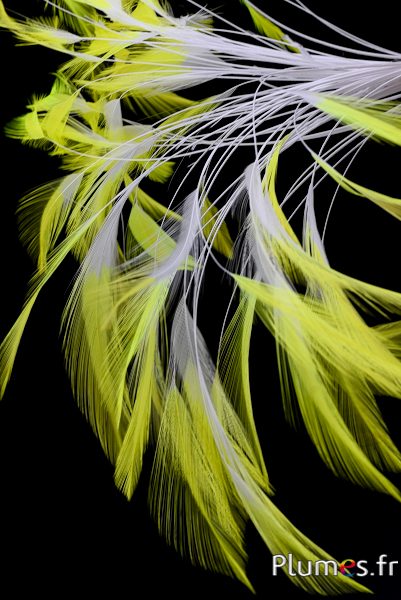 Coq filant - 10-15 cm - blanc-jaune